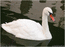Белый лебедь, чёрное озеро. Краснодар. 2005.