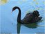 Черный лебедь, синее озеро. Ростовский зоопарк. 2006.