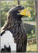 Белоплечий орлан, символ США. Ростовский зоопарк. 2006.